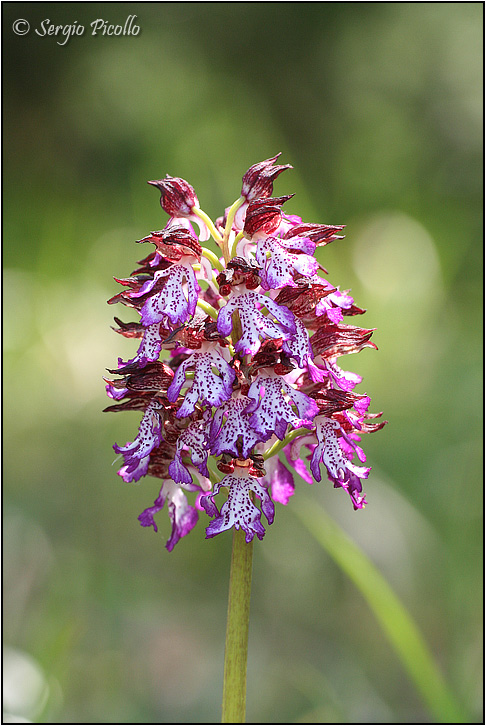 angusticruris_07_2311.jpg