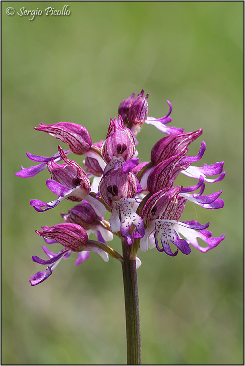 angusticruris_07_2304.jpg