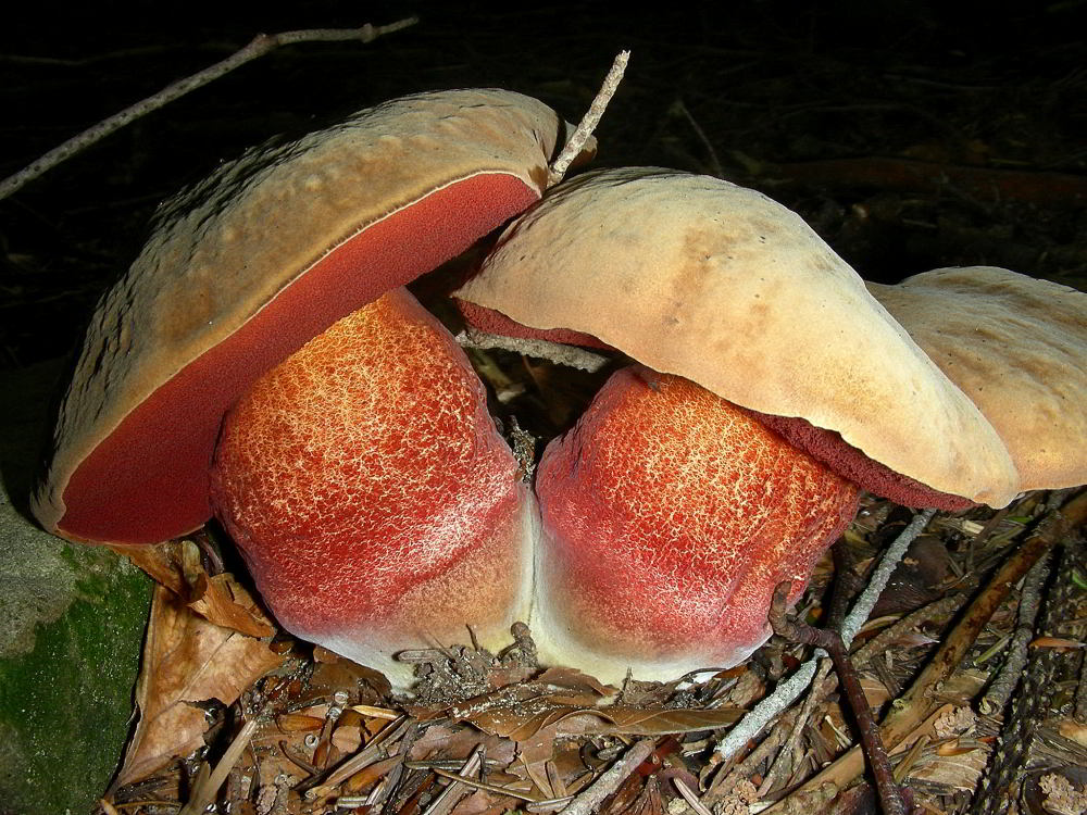 DSCN4683.jpg