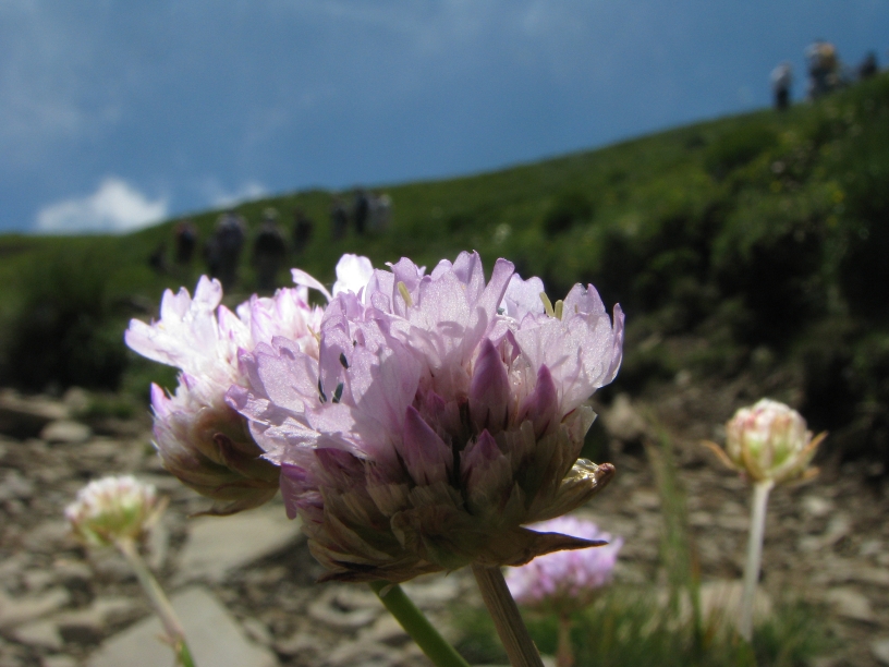 Armeria marginata o alpina.jpg