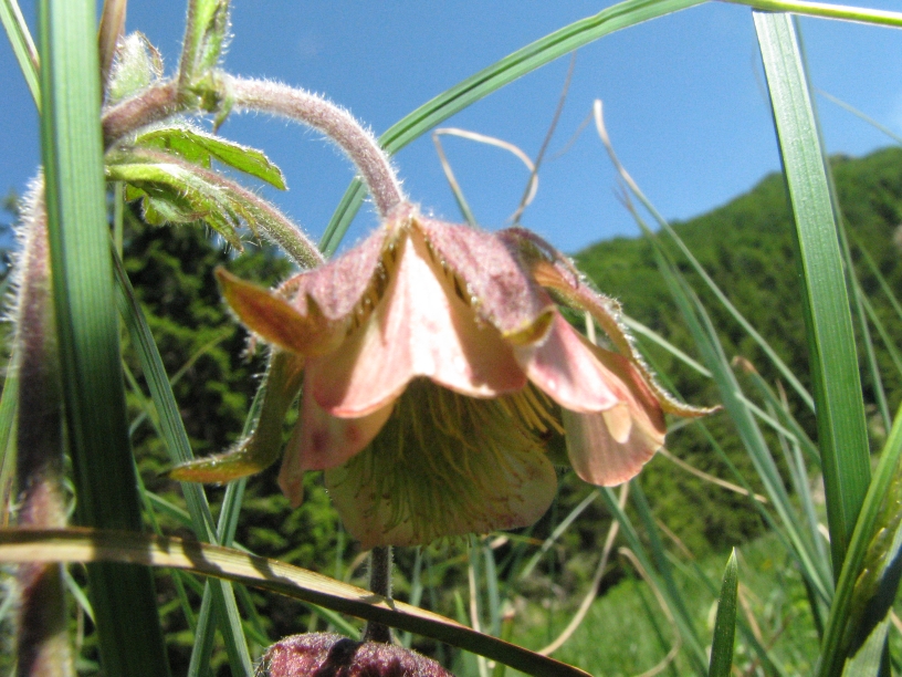 Geum rivale.jpg