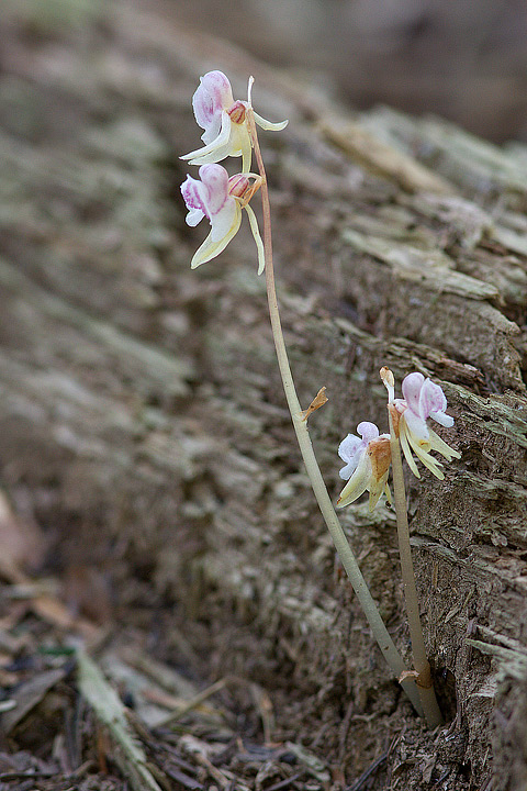 epipogium_09_5165.jpg
