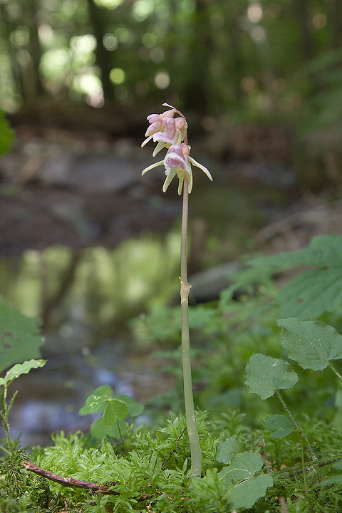epipogium_09_5114.jpg