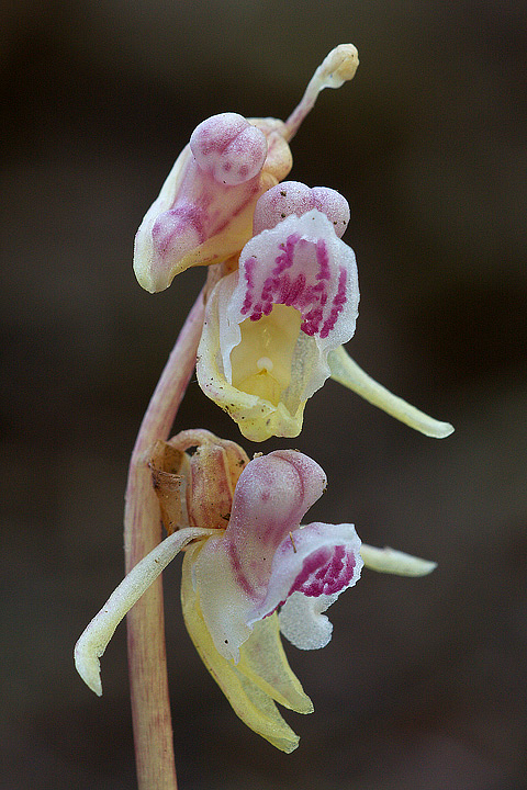 epipogium_09_5168.jpg