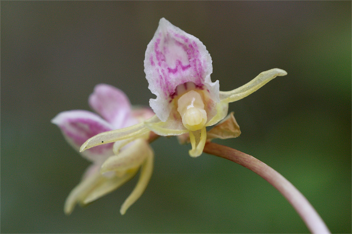epipogium_09_5119.jpg
