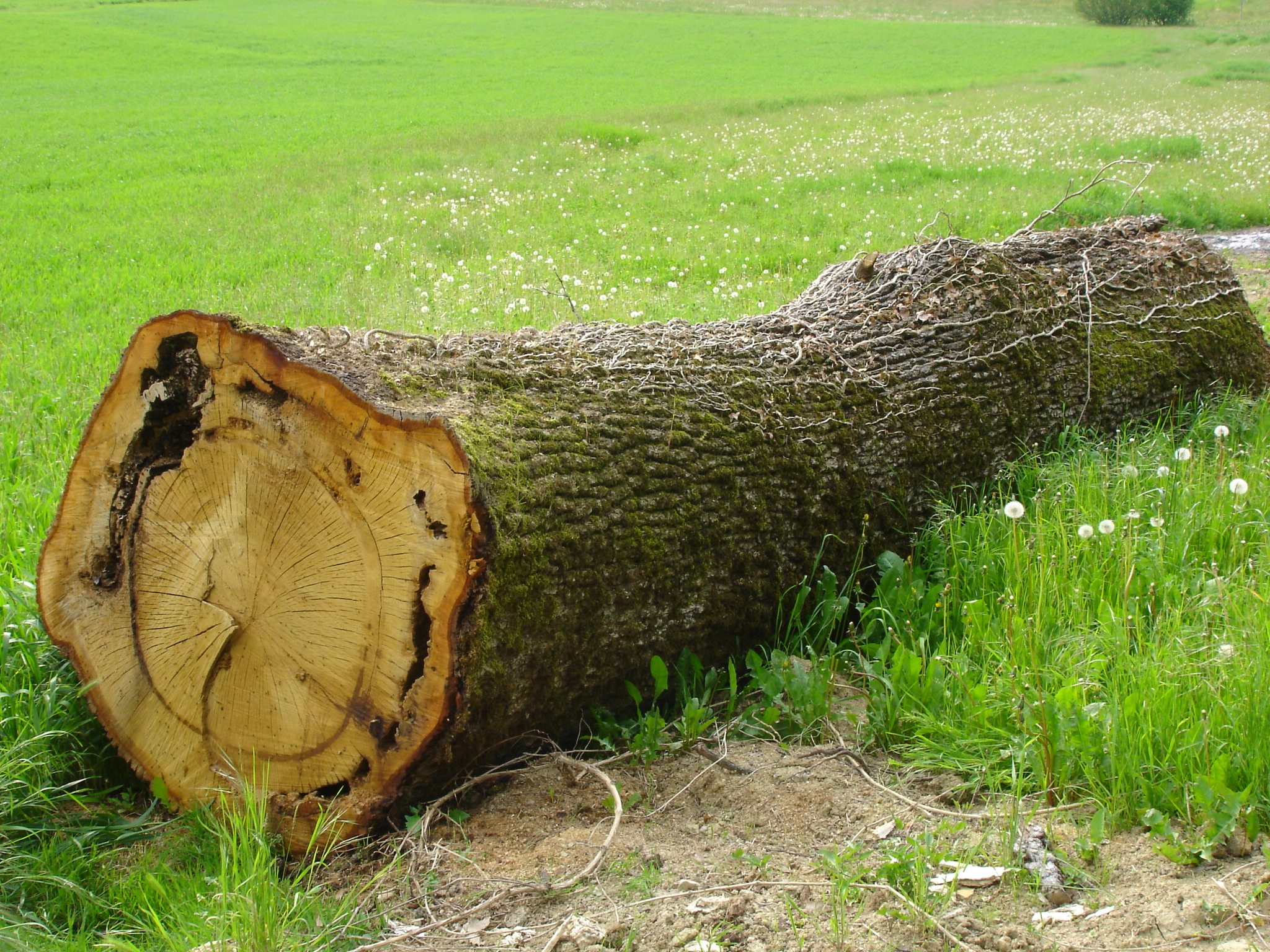 la sorella crollata.jpg