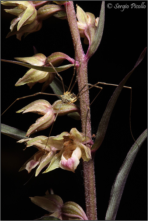purpurata_09_5466.jpg