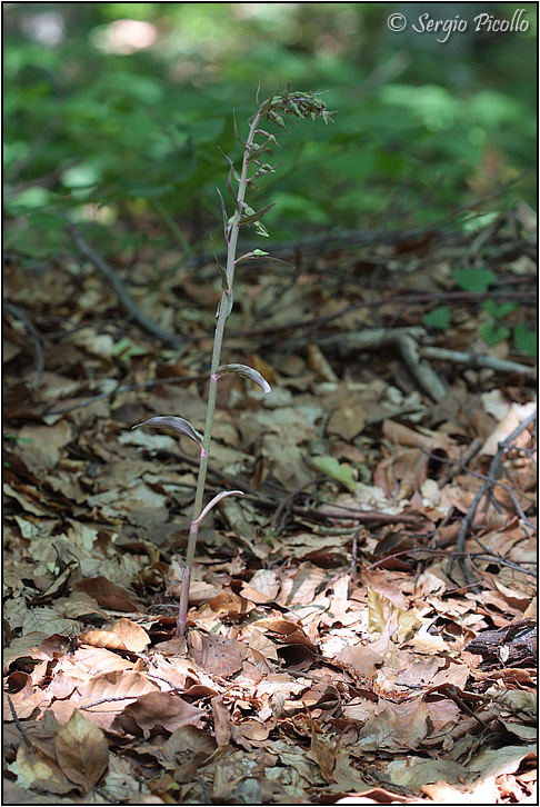 purpurata_09_5493.jpg