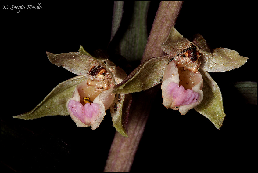 purpurata_09_5517.jpg