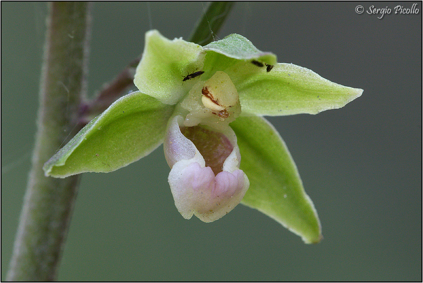 purpurata_09_5534.jpg