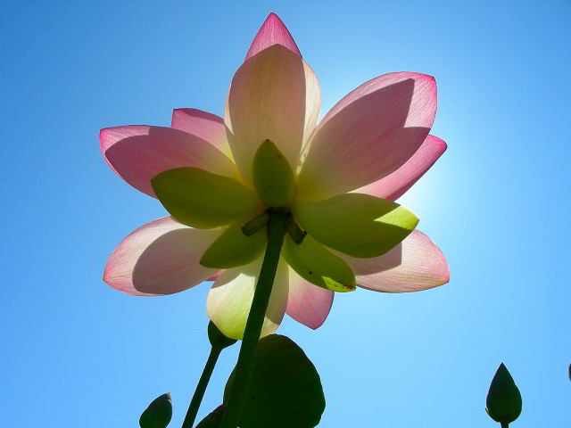 Nelumbo nucifera Gaertn. 20lug09 712001.jpg