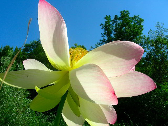 Nelumbo nucifera Gaertn. 20lug09 715001.jpg