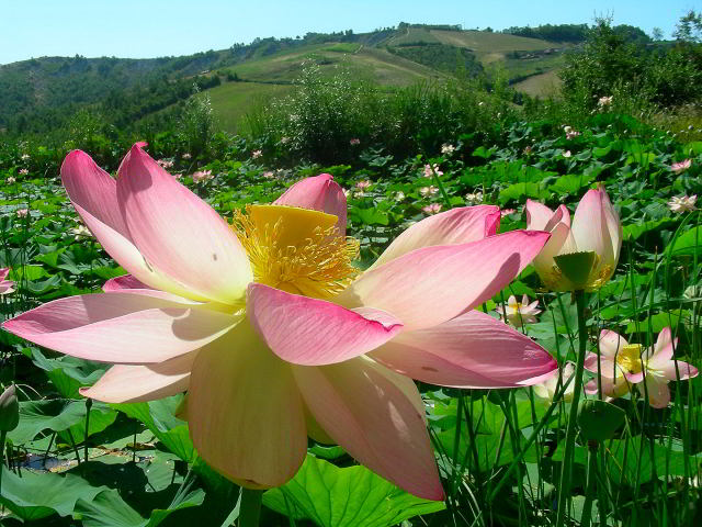 Nelumbo nucifera Gaertn. 20lug09 730001.jpg