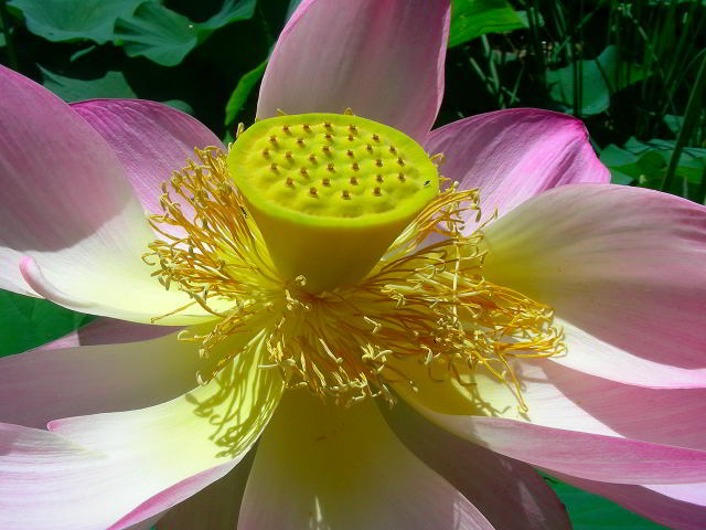 Nelumbo nucifera Gaertn. 20lug09 734001.jpg