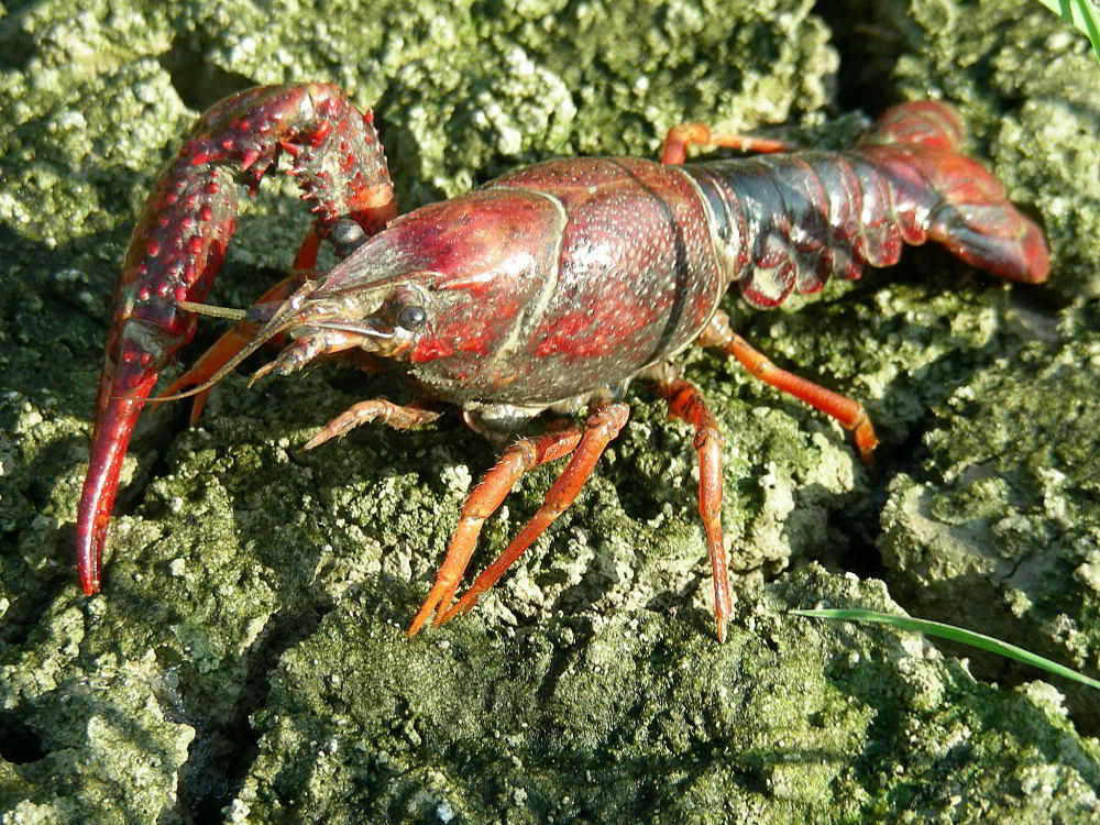 Copia di DSCN6269.JPG