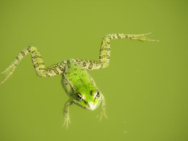 Copia di Rana 20lug09 742.JPG