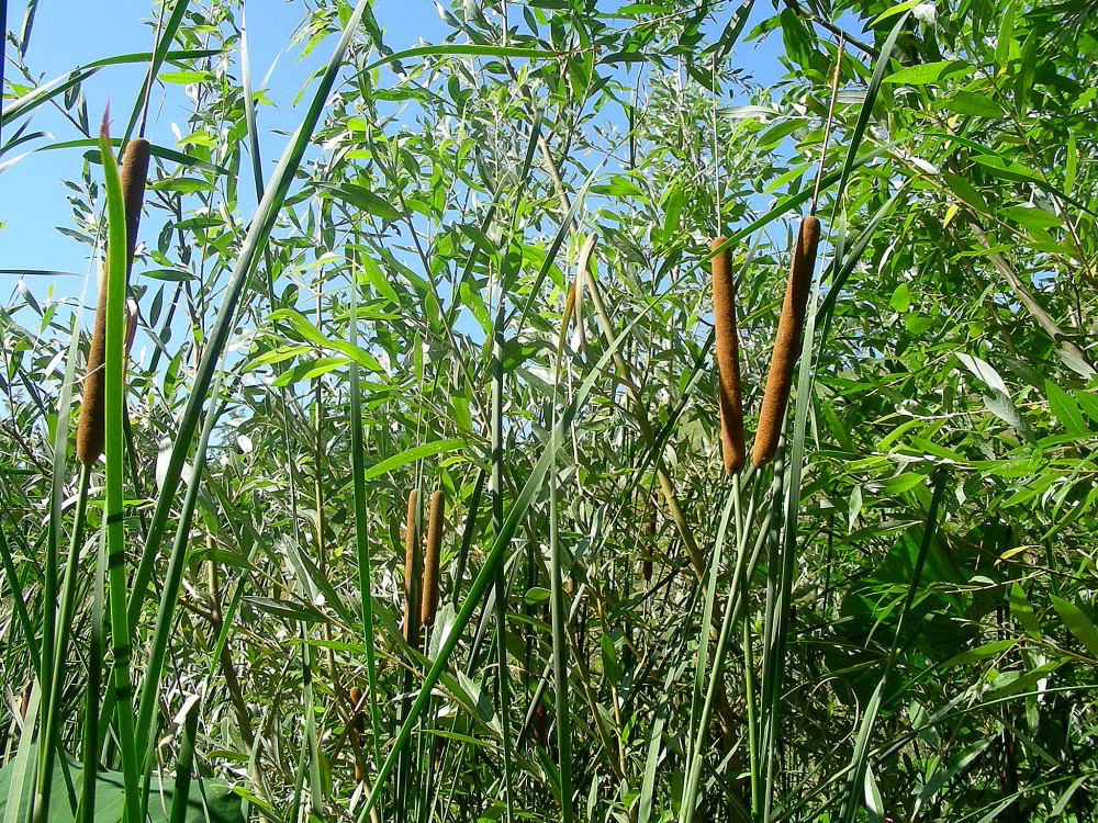Copia di Typha angustifolia L. 20lug09 738.JPG