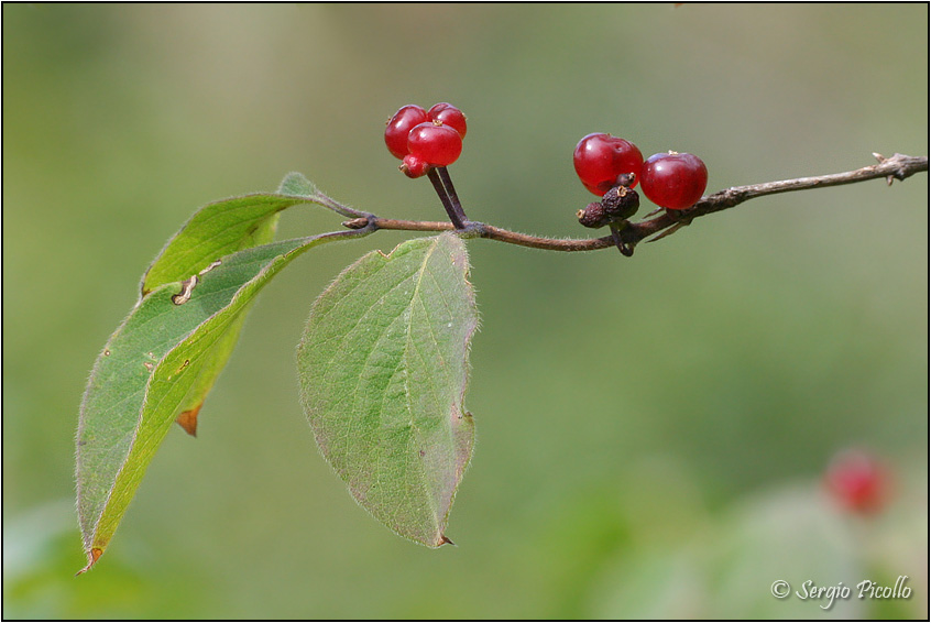 xilosteum_06_2328.jpg