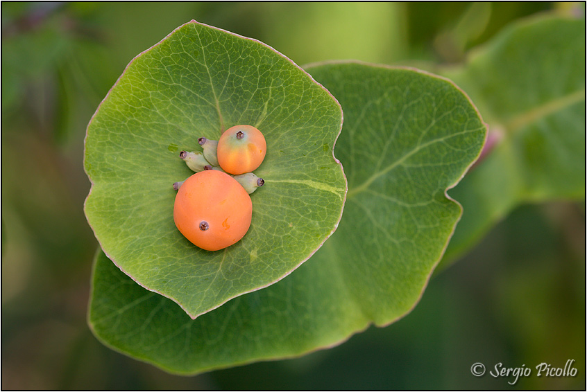 lonicera_09_4376.jpg
