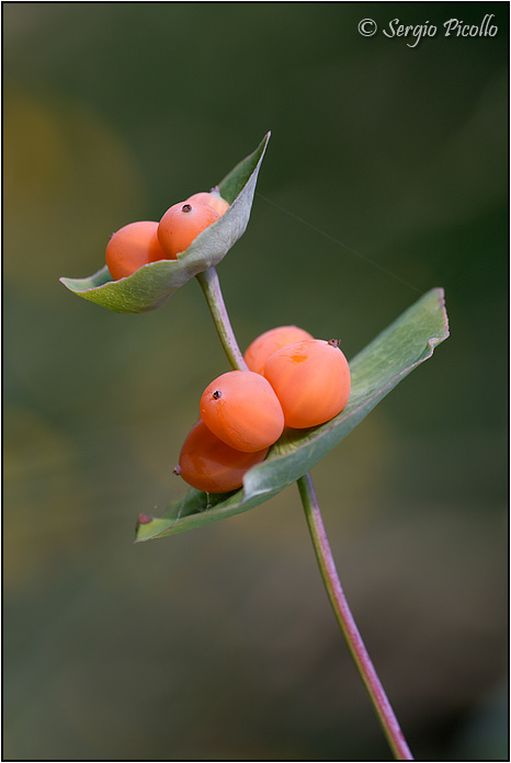 lonicera_09_4382.jpg