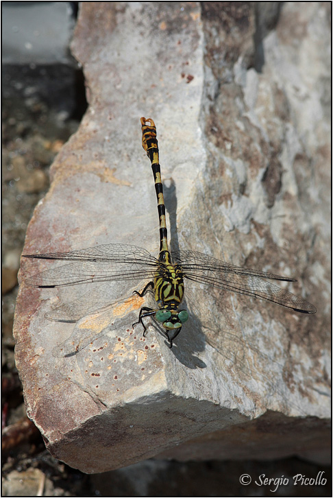 onychogomphus_09_5890.jpg