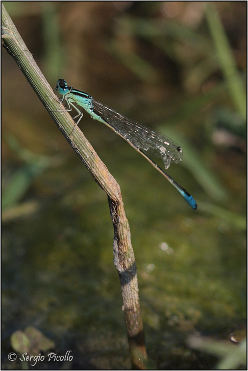 libellula_09_6008.jpg