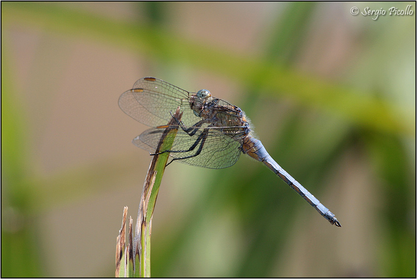 orthetrum_09_5811.jpg