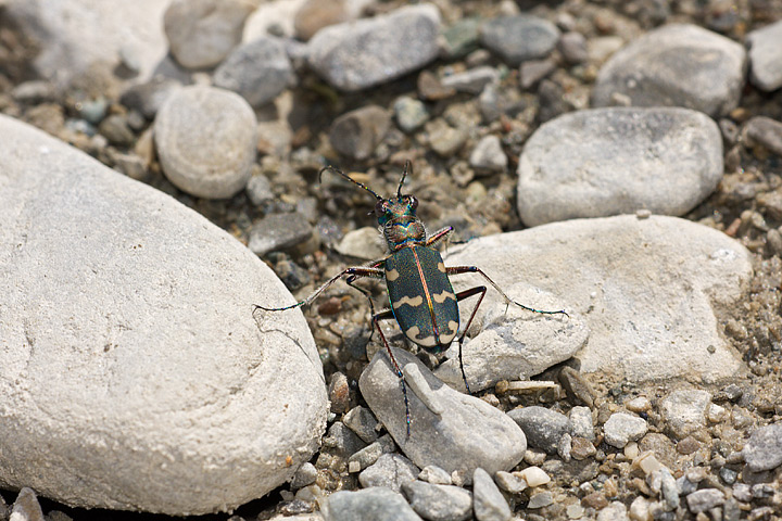 cicindela_09_5904.jpg