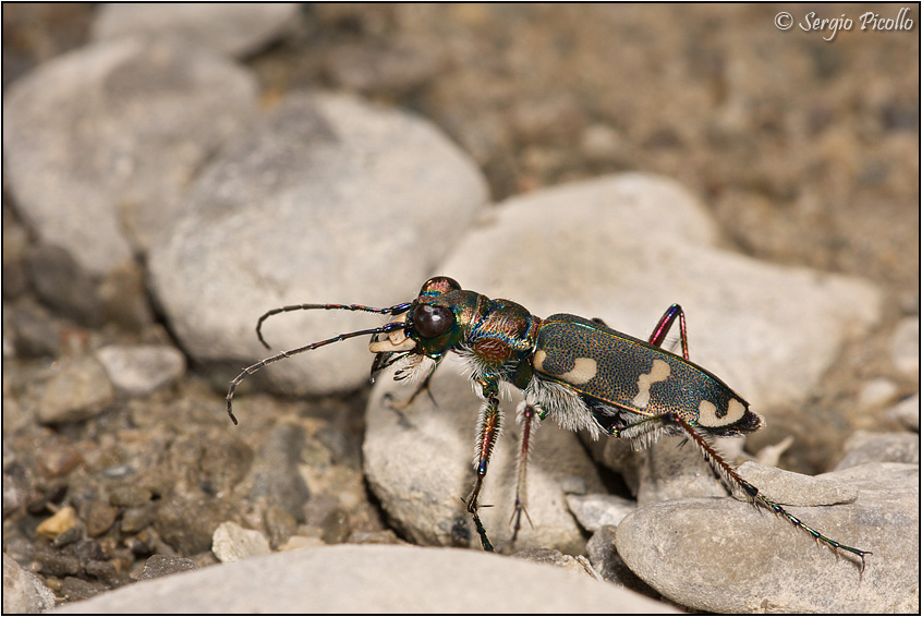 cicindela_09_5908.jpg