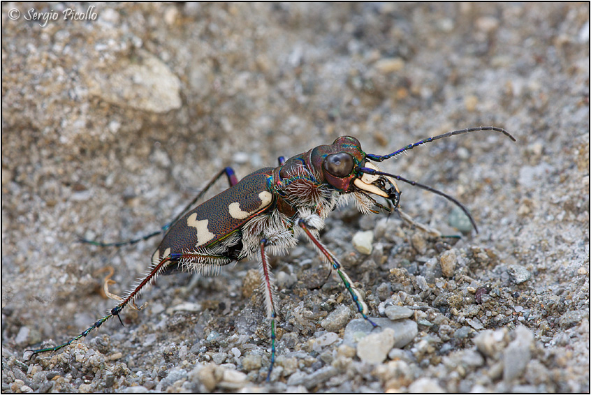 cicindela_09_5926.jpg