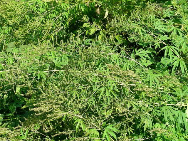 Ambrosia trifida L. A284.jpg