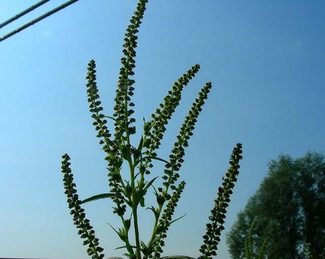 Ambrosia trifida L. 1set09 A277.jpg