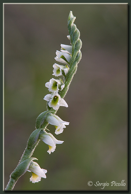 spiranthes_spiralis_09_6888.jpg