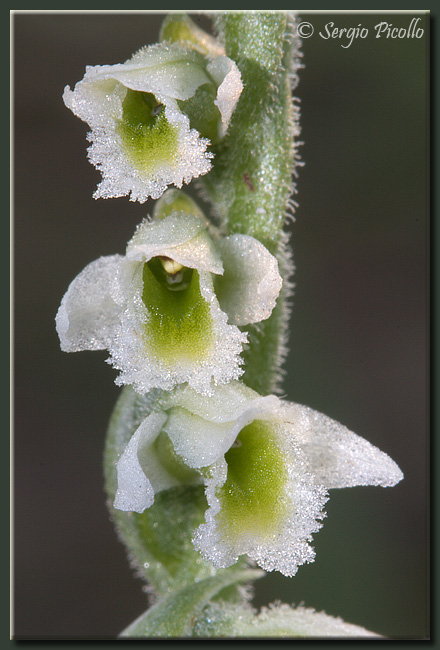 spiranthes_spiralis_09_6880.jpg