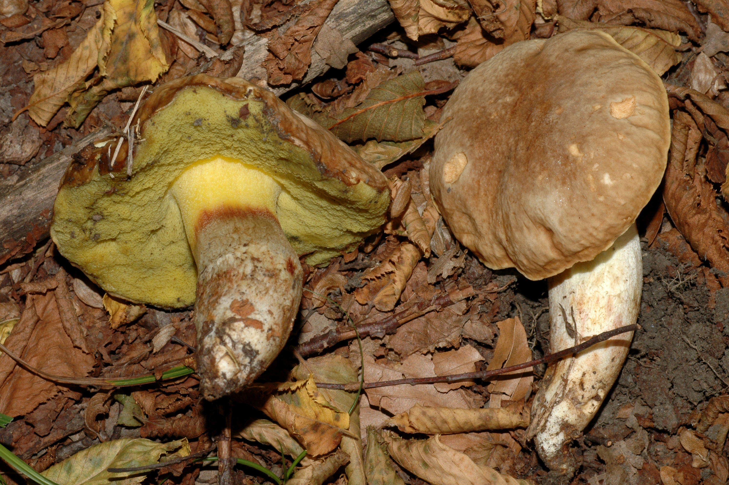 Xerocomus dpilatus Belforte 8 10 09.jpg