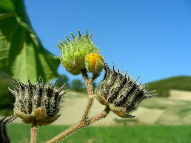 Abutilon theophrasti Medik. 8set09 393001.jpg