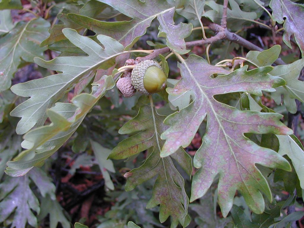 quercus sp.jpg