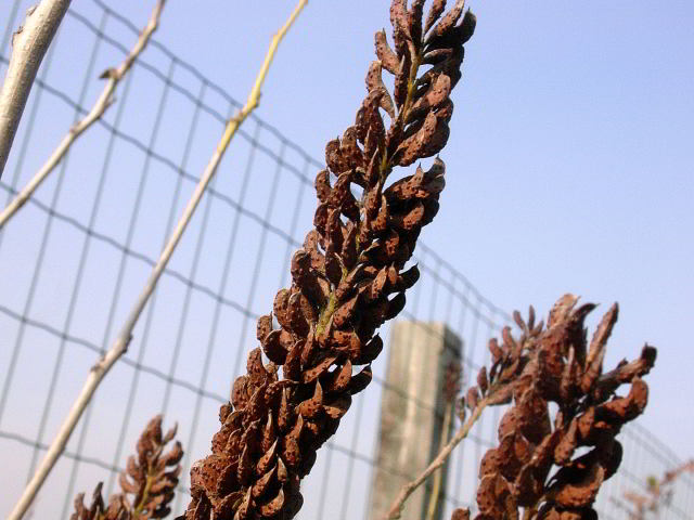 Amorpha fruticosa 837.JPG