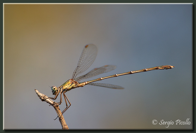 lestes_viridis_09_6859.jpg