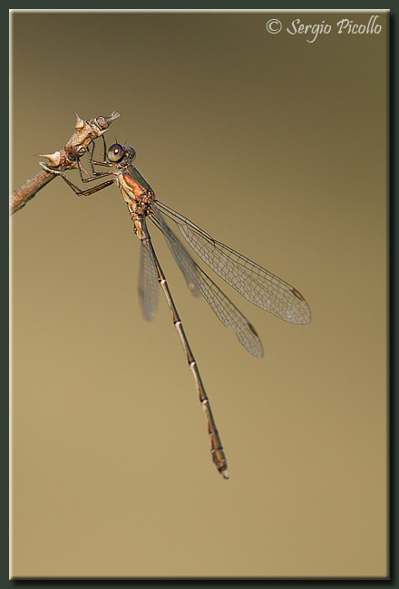 lestes_viridis_09_6846.jpg