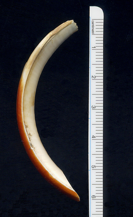 dente_r.jpg