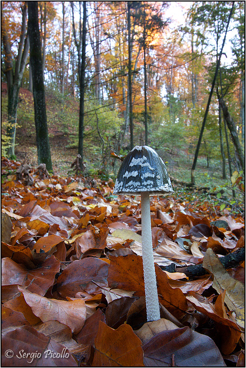 coprinus_09_7269.jpg