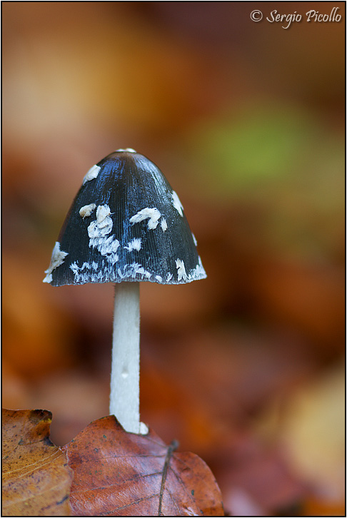 coprinus_09_7255.jpg