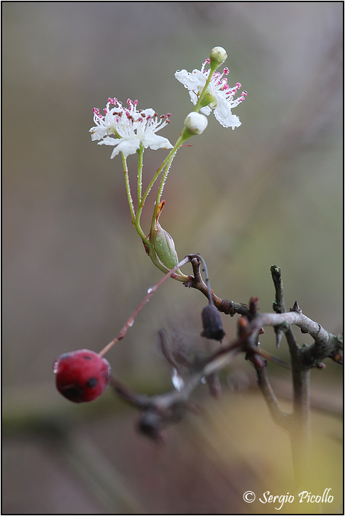 crataegus_09_7615.jpg