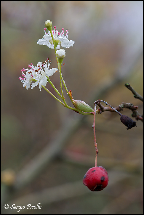 crataegus_09_7609.jpg