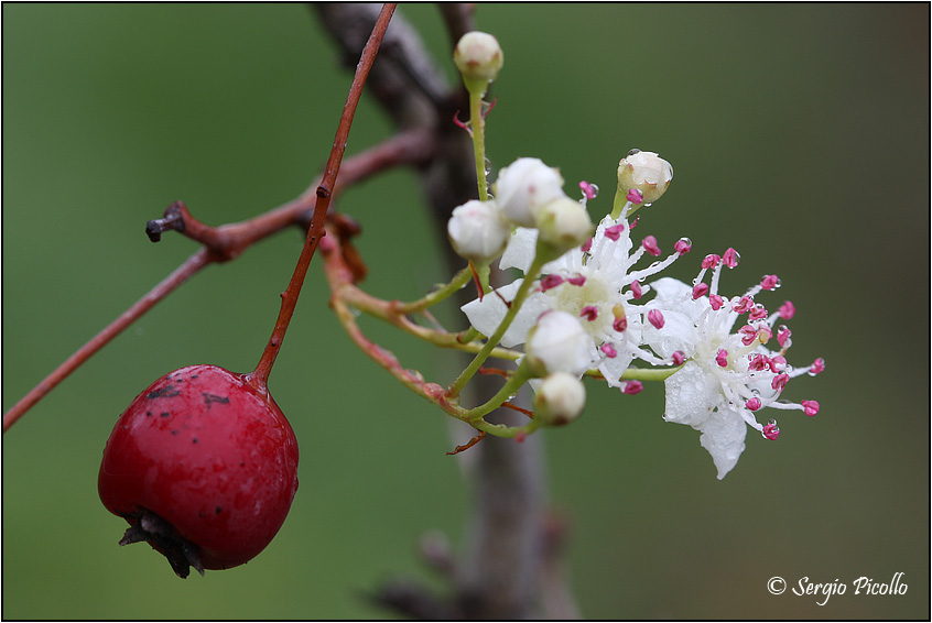crataegus_09_7628.jpg