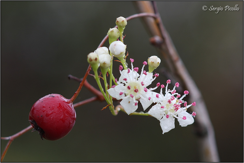 crataegus_09_7621.jpg