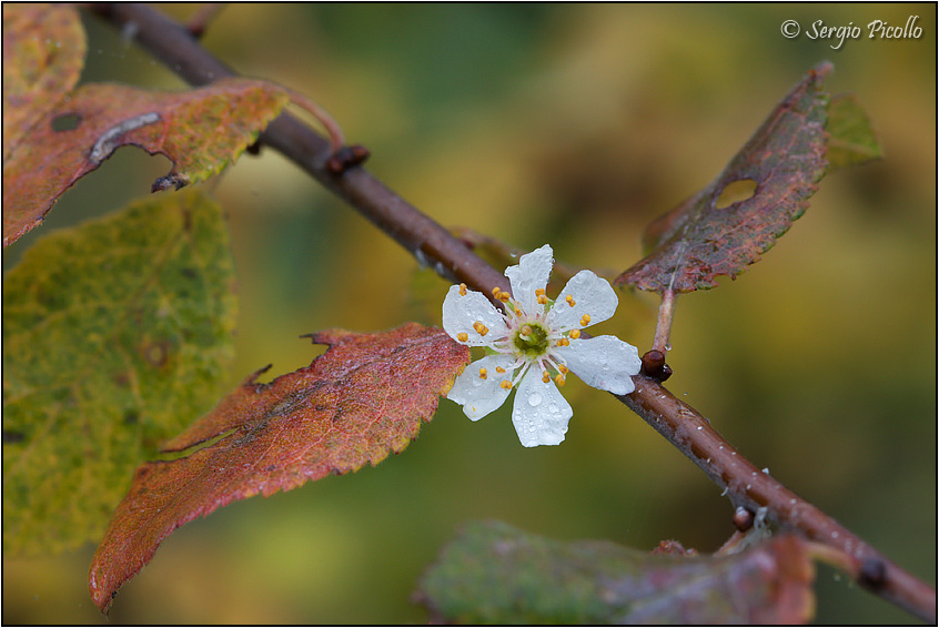 prunus_09_7644.jpg