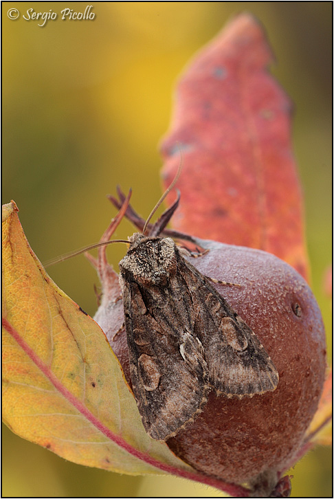 allophyes_09_7207.jpg