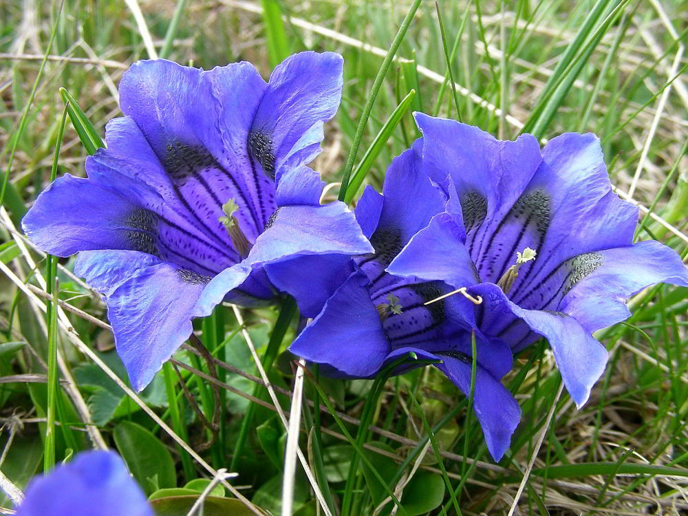 Gentiana kochiana 890.JPG